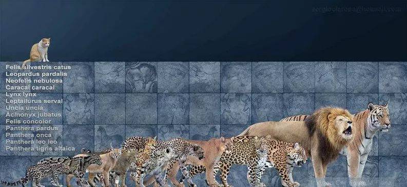 猫科动物体型比较