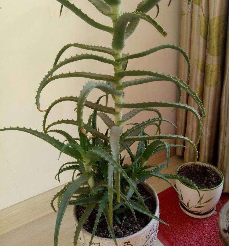 芦荟怎么养?过冬要注意3步,养到开花,爆崽儿一大圈