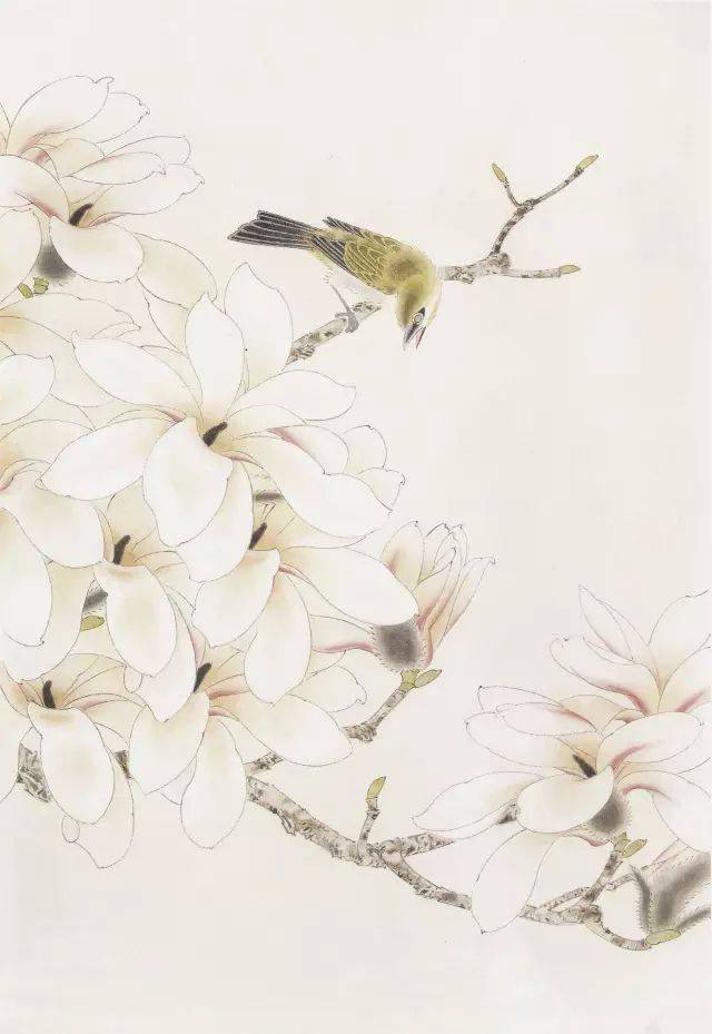 工笔白玉兰画法示范