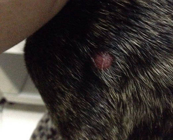 狗狗皮下纤维瘤图片图片