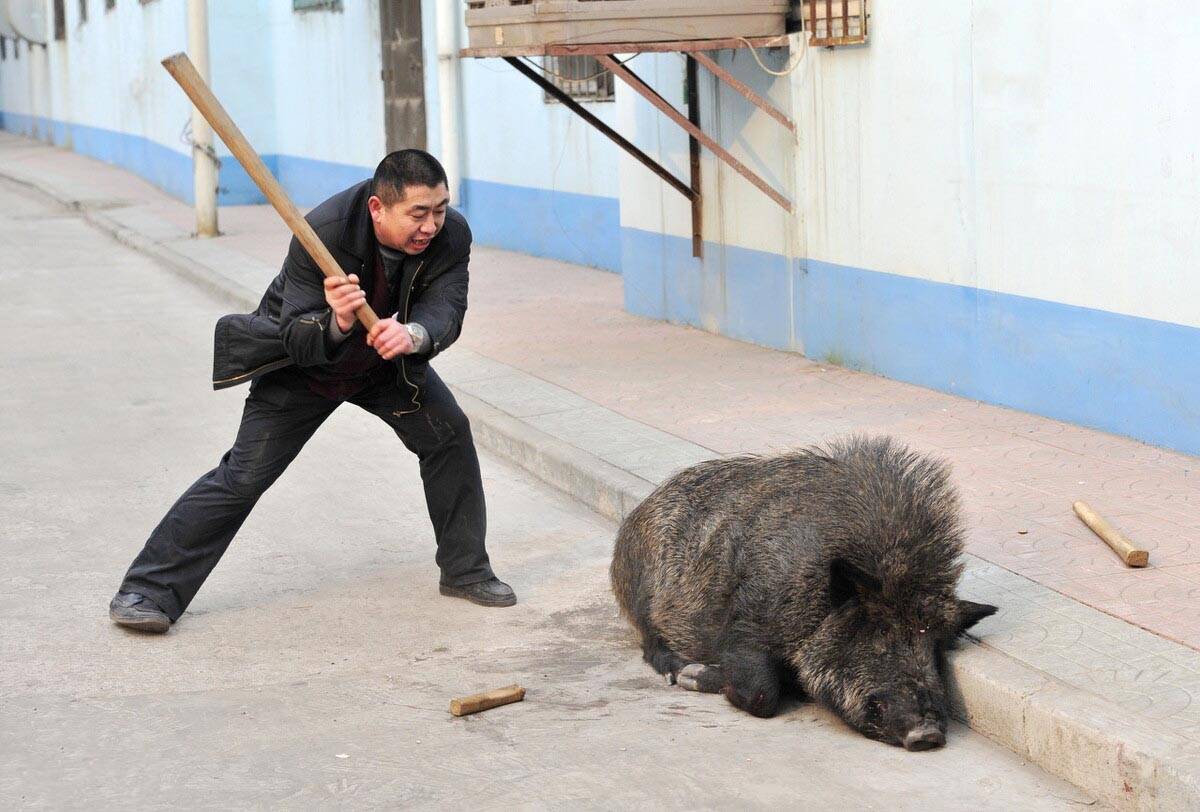 奇闻滑铲伏虎飞踢恶熊想多了吧其实人类连头猪都打不赢