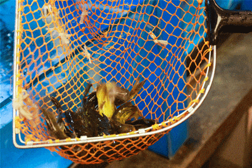 黄石第一鲜老船舫的鱼我八辈子都吃不腻