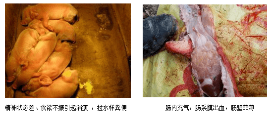 牧生源动保连载丨仔猪病毒性腹泻专题二病毒性腹泻临床鉴别诊断