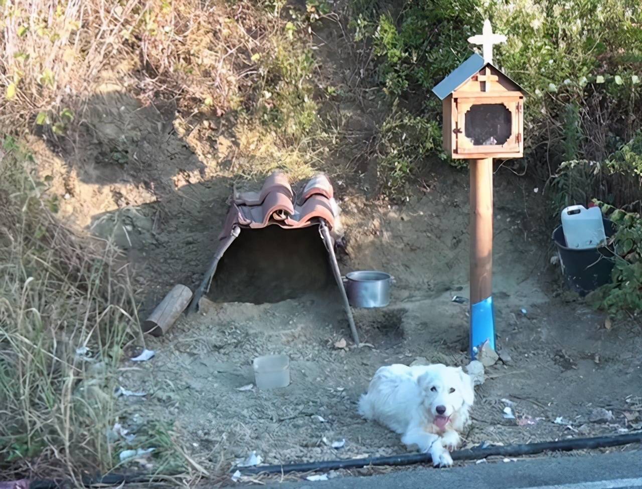 台风天气却有一只狗狗坚守墓地我在等主人回来