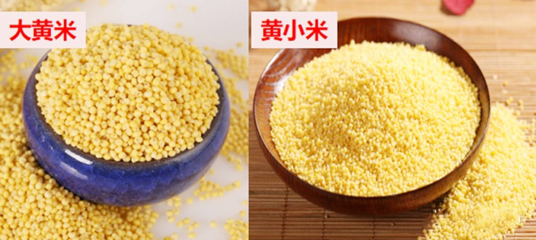 小米和黄米图片对比图片
