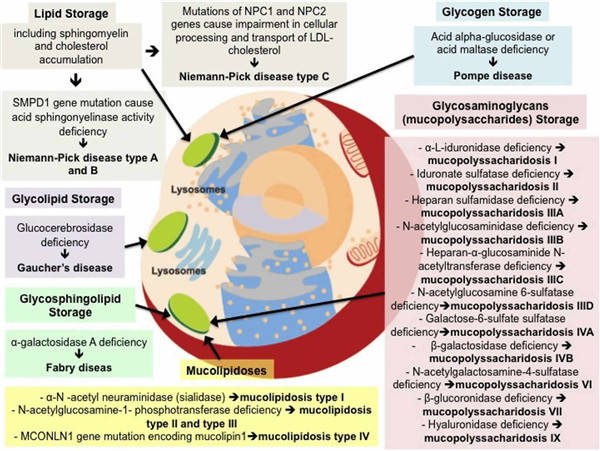 粘多糖贮积病,脂蛋白储存障碍,溶酶体运输缺陷和神经元蜡样脂褐质沉积