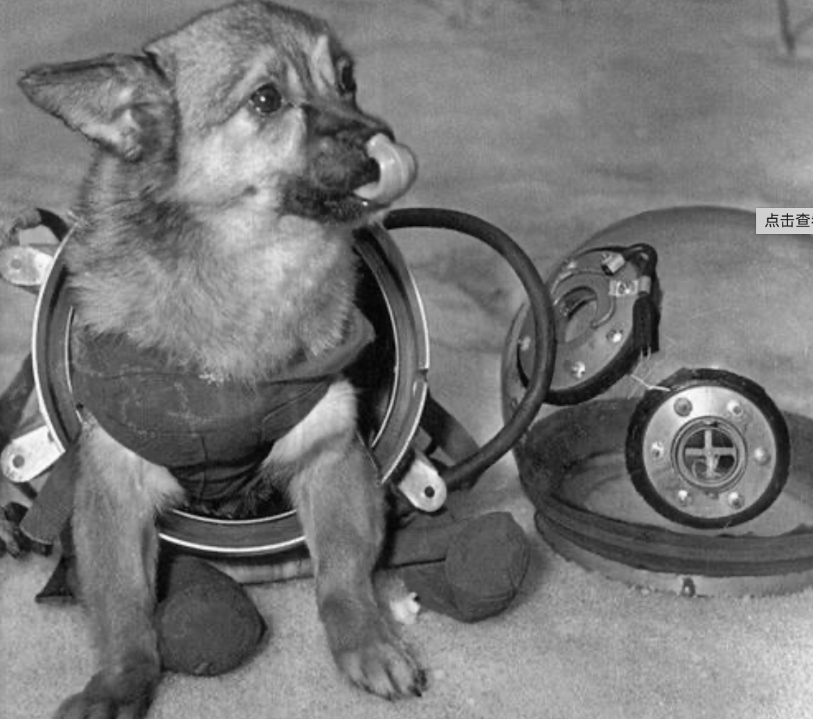 如果狗狗莱卡可以选择还会想去太空吗