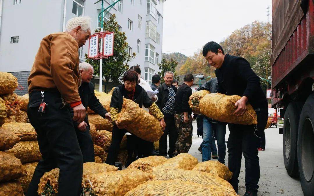 山东菊芋种植加工基地图片