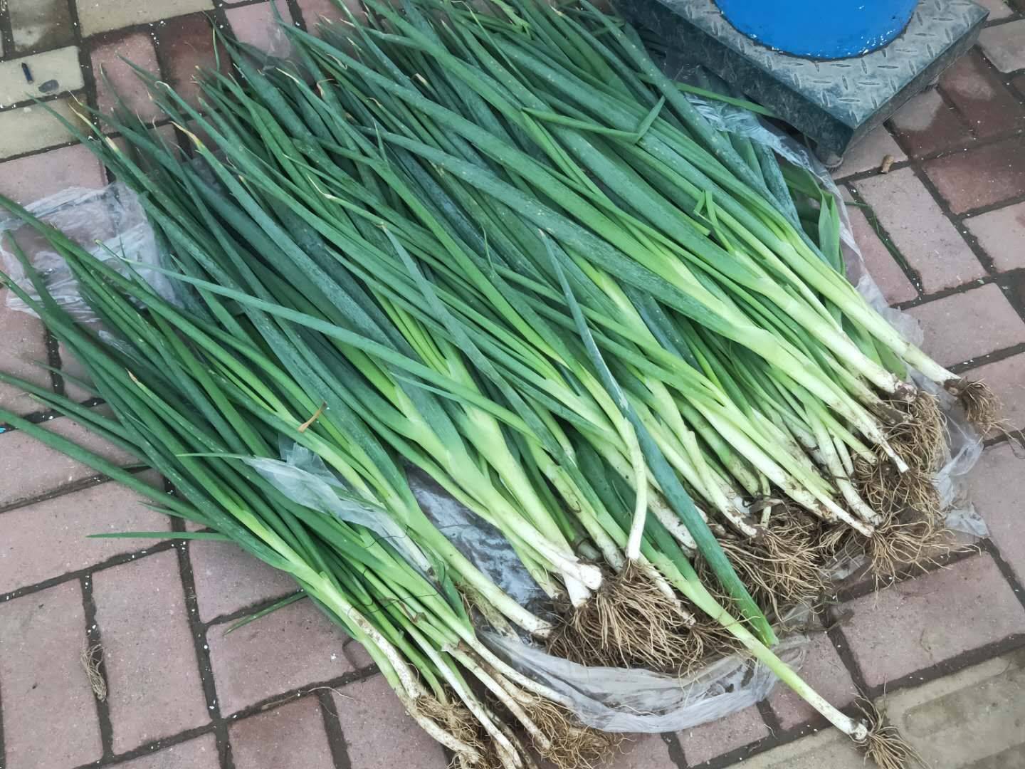 楼房冬天咋保存大葱?