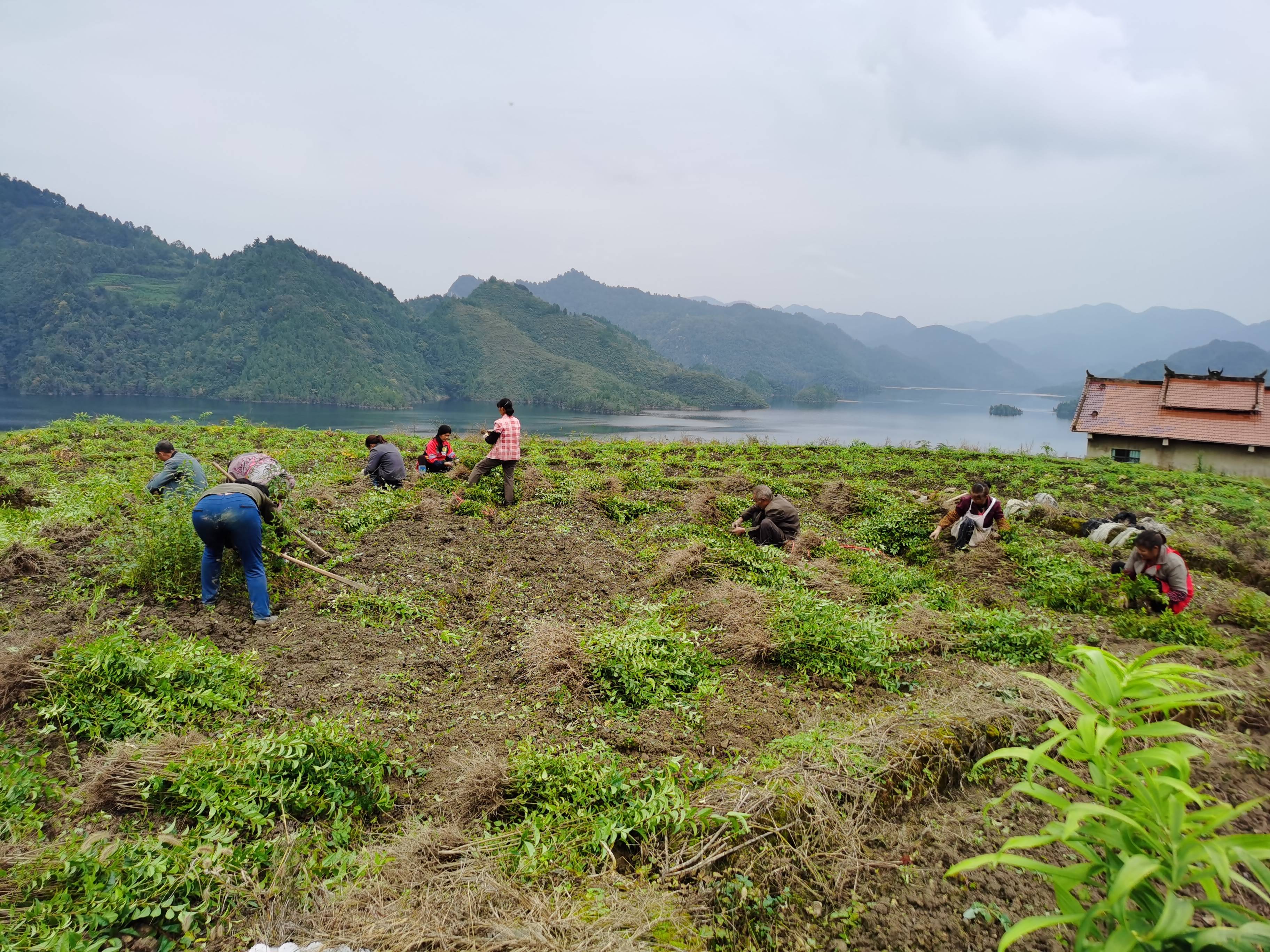 小叶苦丁茶种植图片