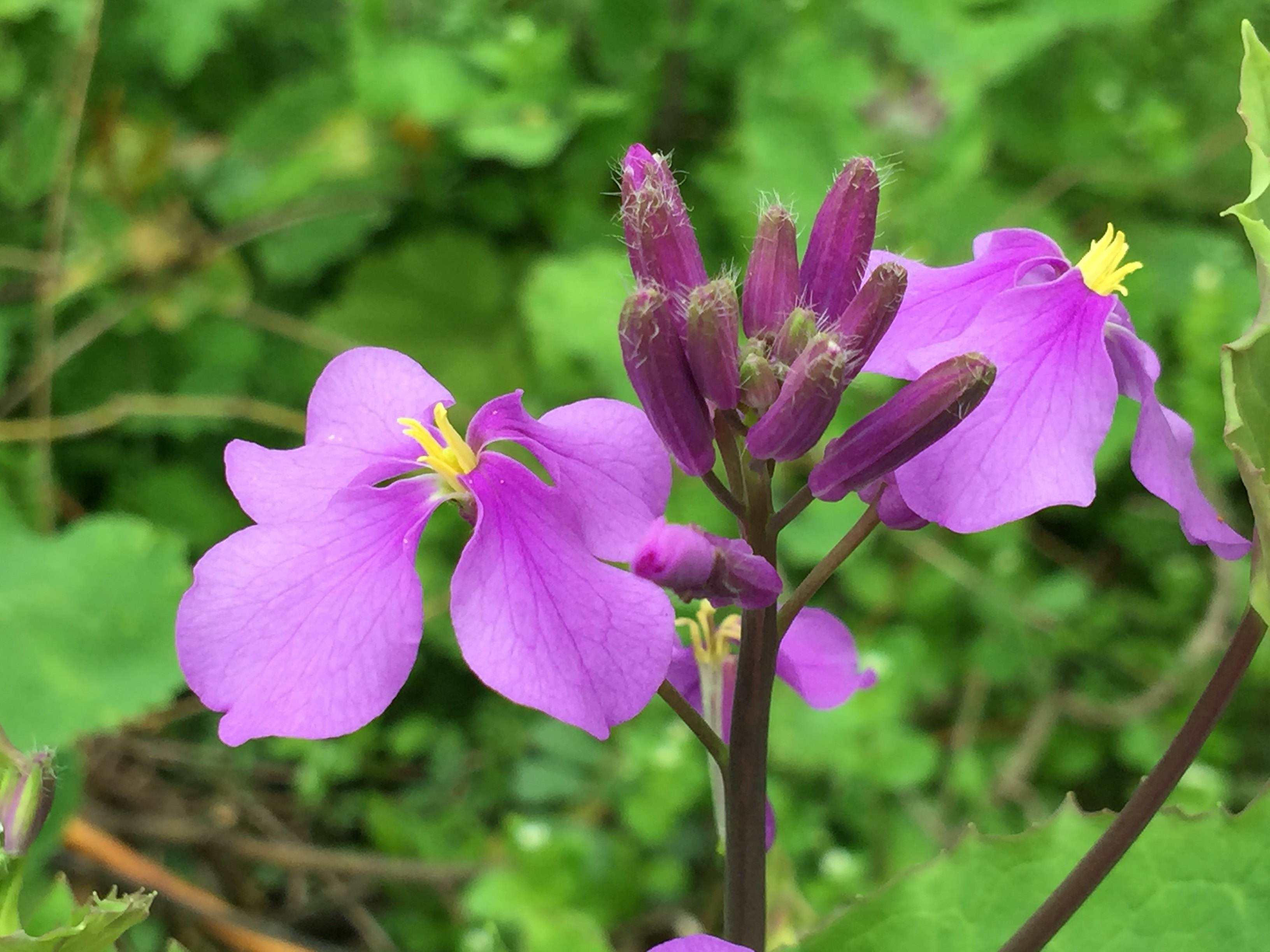 二月兰能吃吗有何价值和前景