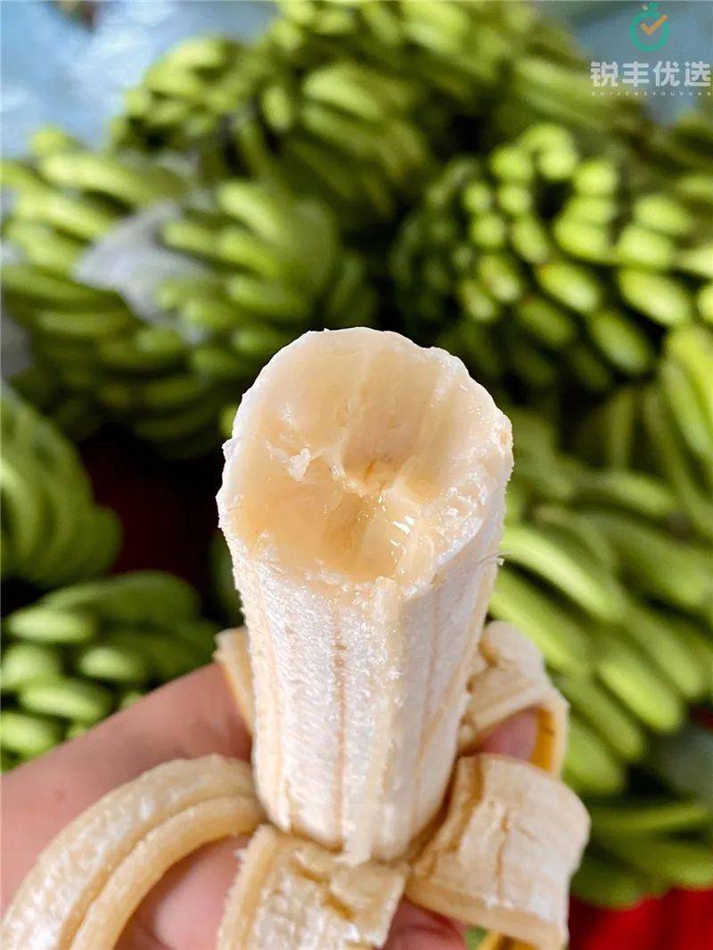 原始香蕉的样子图片
