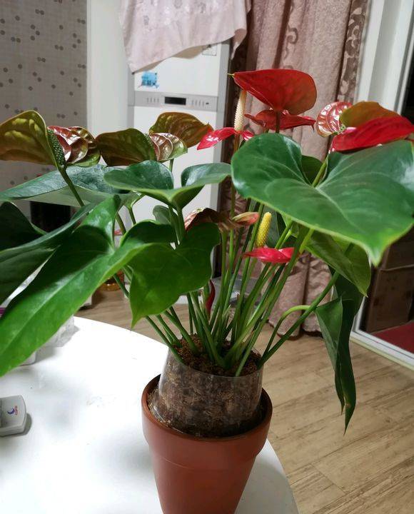 红掌黄叶打卷,冬季养红掌,注意此2个度,花瓣开到巴掌大