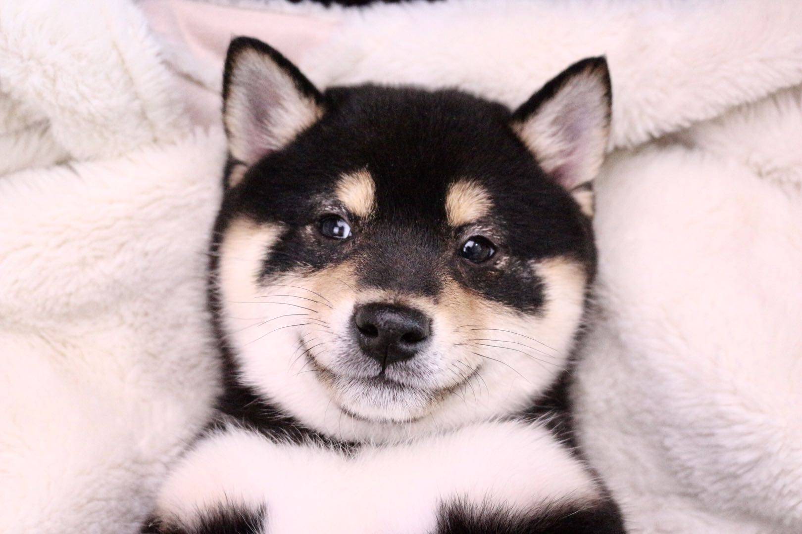 原创纯种柴犬一般多少钱?了解价格别被套路了!