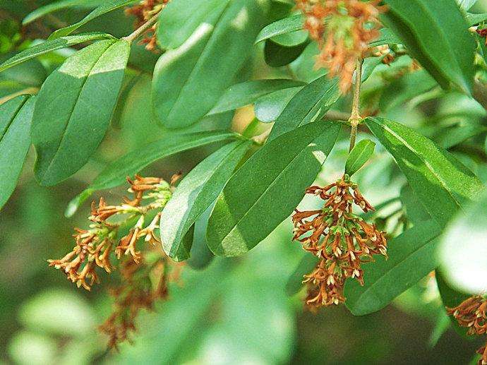 三个方面带你了解辽东水蜡树的主要价值