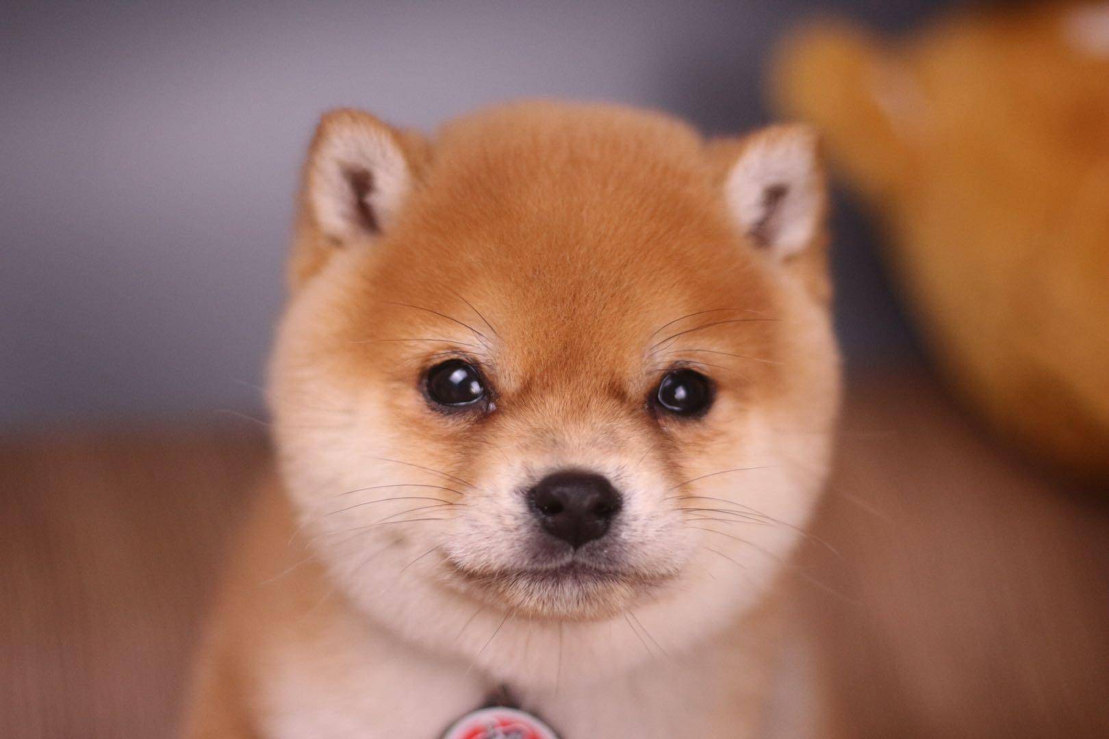 挑选柴犬必须知道这几件事!超全选柴攻略!