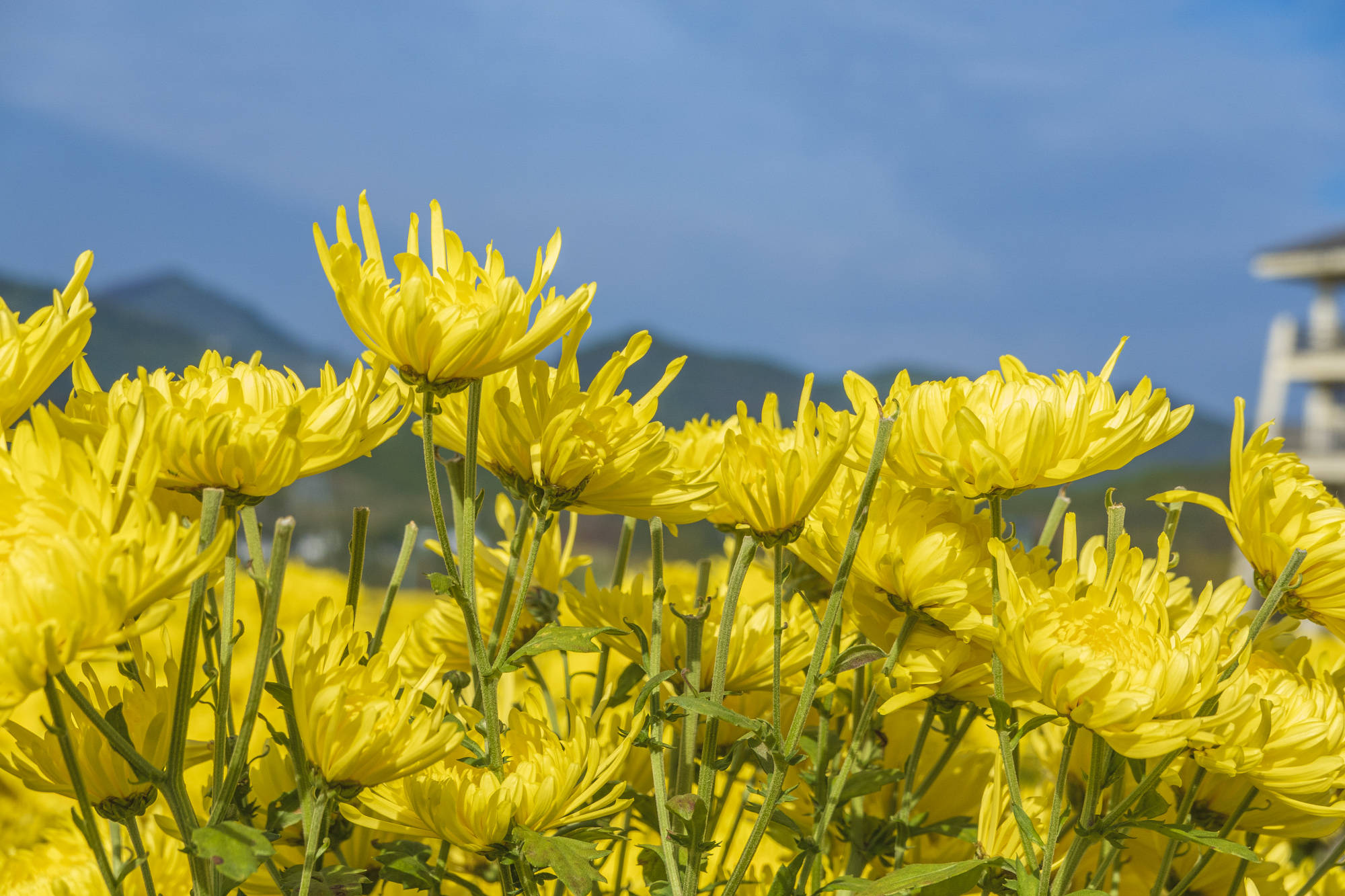安徽有个"菊花村",2000亩菊田美成画,住在这里太幸福了!
