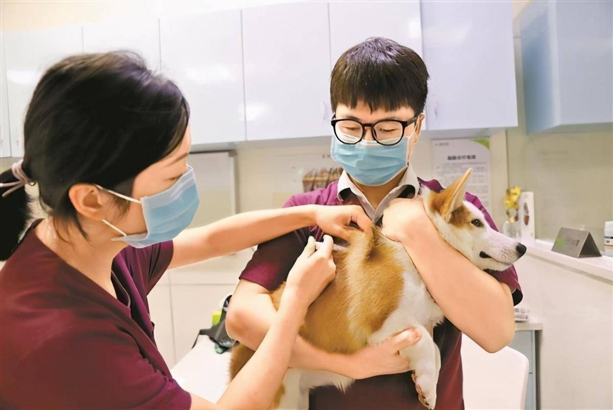 狂犬病毒猫狗潜伏期_猫狗狂犬病潜伏期最长多久_猫狗潜伏期的狂犬病毒会传染吗