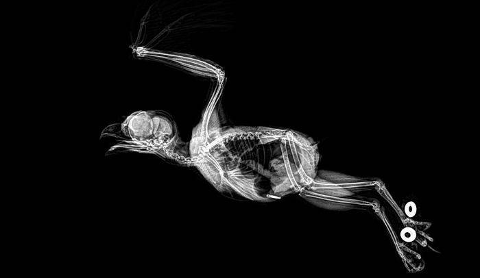 动物园工作人员把每只动物的x光展现出来了结果真惊叹