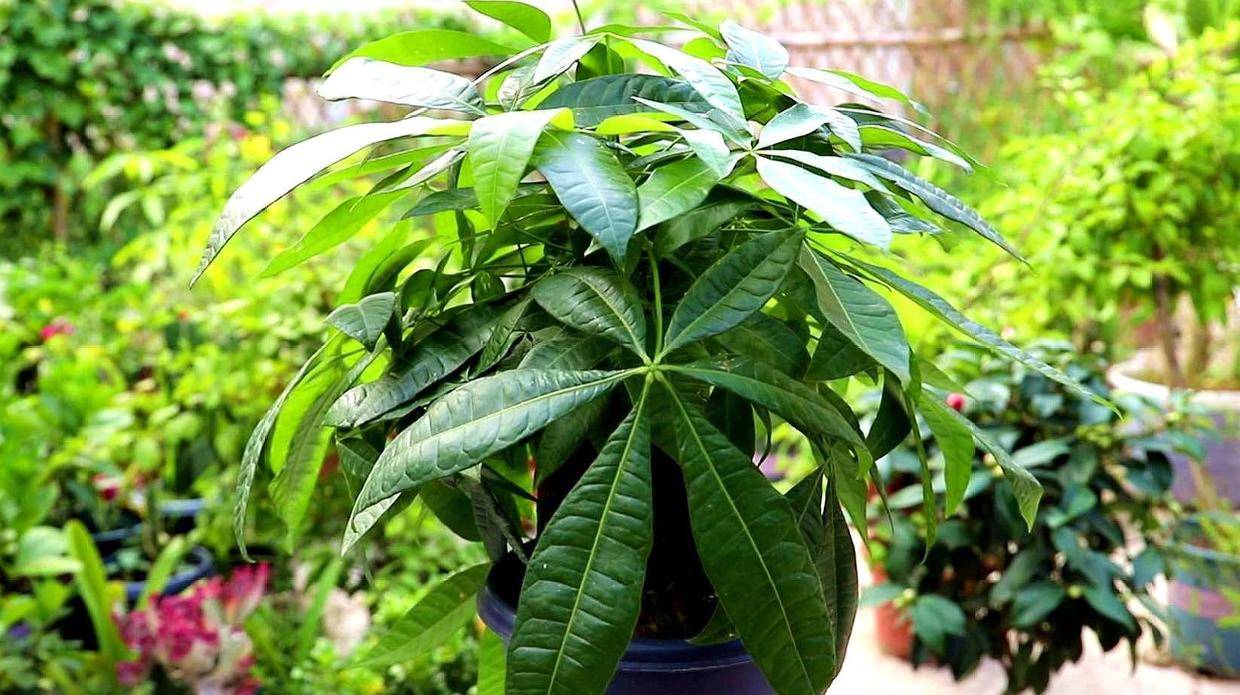 冬天养护发财树,这几点要做留意,叶子油亮新叶窜得多