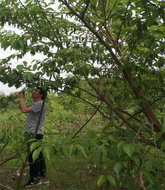 桑树种子价格及种植方法