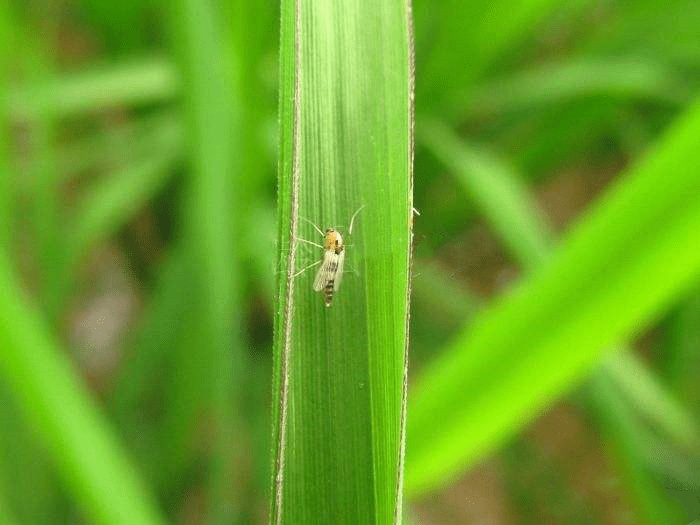 病虫害科普丨稻瘿蚊的危害与防治