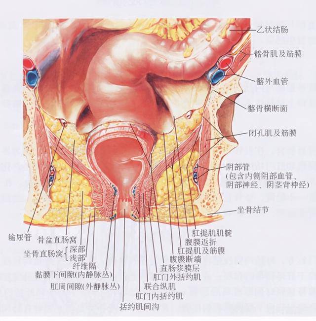 正常肛门结构图图片