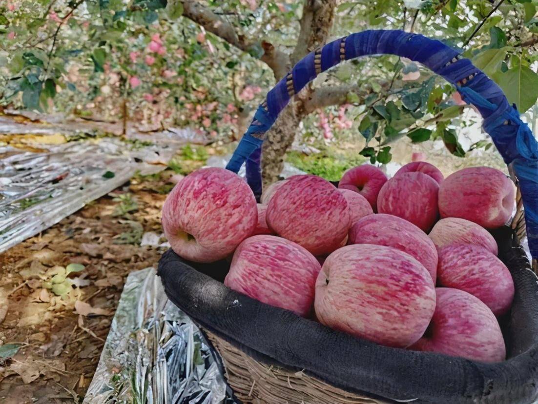 2020大灾之年 每亩苹果园收入6万?_手机搜狐网