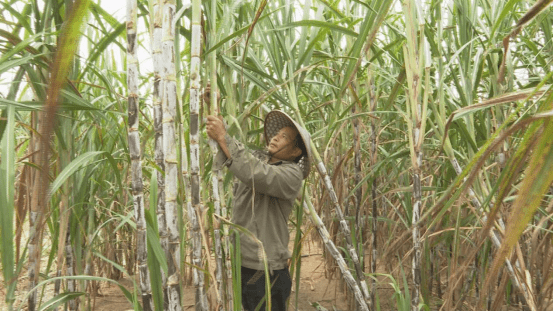 广西横县甘蔗种出贫困户的甜蜜生活