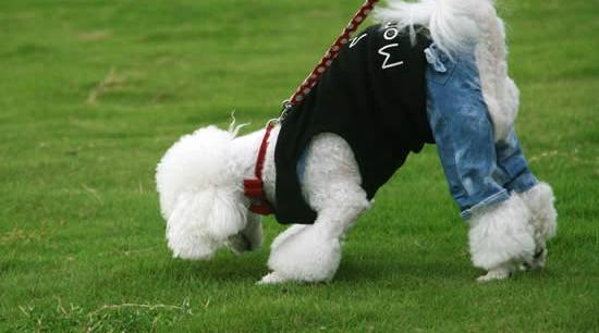 什么狗最聪明？十大聪明犬排名