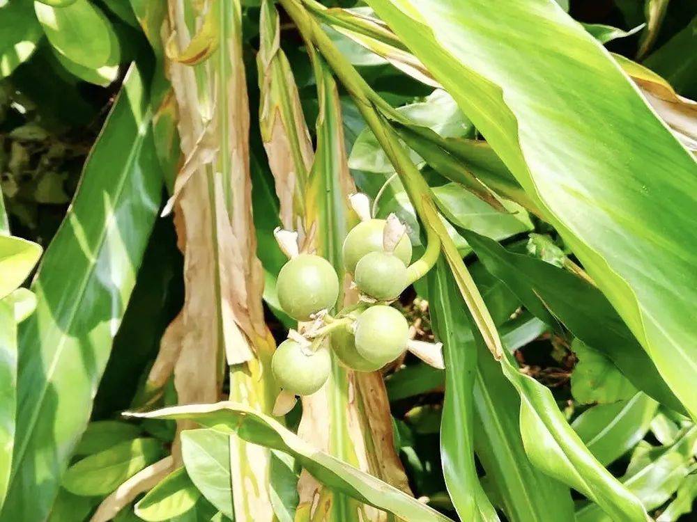 卤肉常用的香料,价格暴涨近10倍,每公斤320元,商家:用不起_白蔻