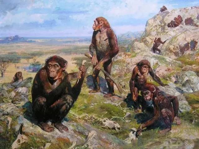 第012章人类的起源及发展之乍得沙赫人猿