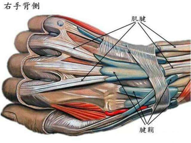 手腕部肌腱解剖结构图片