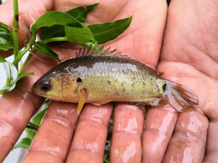 西双版纳最神奇的怪鱼可以陆地上行走甚至可以爬上树冠