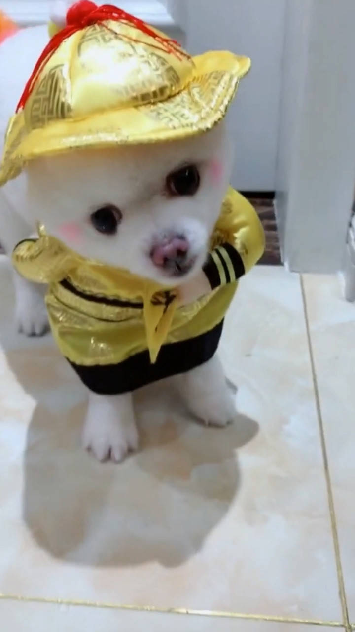 狗狗穿上"龙袍",正式"登基称帝"后,竟对铲屎官颐指气使_手机搜狐网