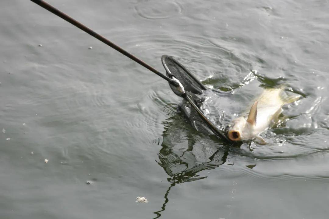 不少玩悬坠钓的钓友觉得不打窝就钓不上来鱼,但是凡事无绝对(二)