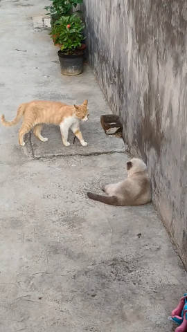 原创灰猫靠着墙壁装睡橘猫好奇跑去查看接下来的举动绝了