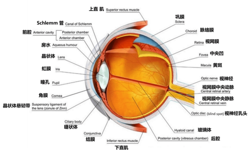 的液体,包含在两个区域:晶状体暴露的区域,角膜和虹膜中间的眼前房