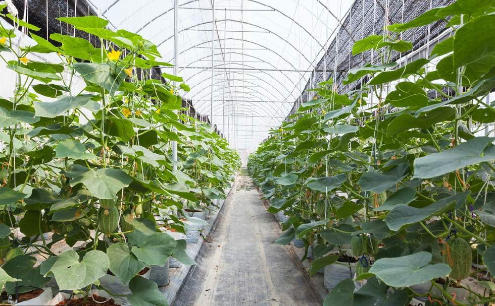大棚种黄瓜要高产,养根护根很关键,做好这几点,根好苗壮保丰收