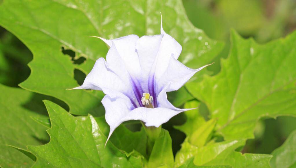野菜好吃但要学会辨认!有些貌似鲜美却有毒,农村人有时也分不清