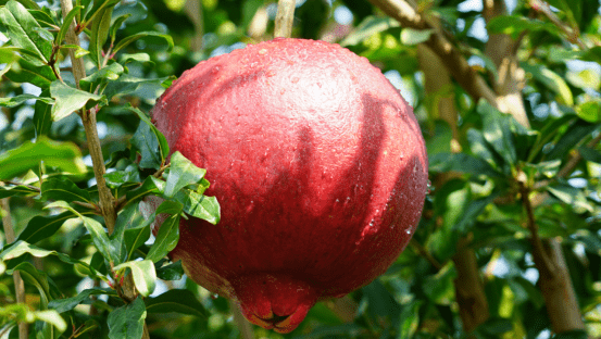 引进种植黑美人石榴宾川县走出特色致富路