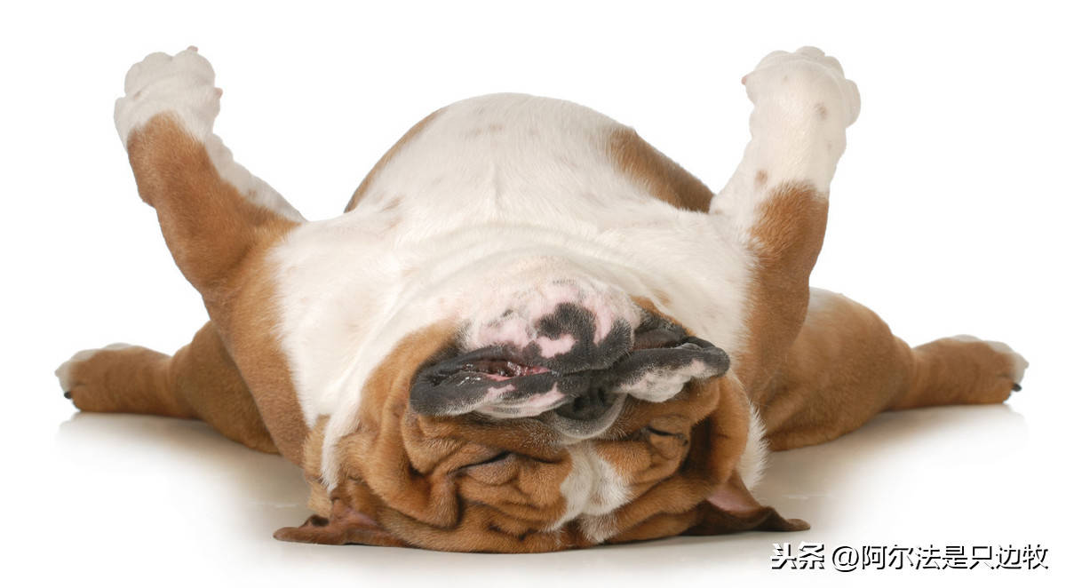 狗狗睡姿代表什么（怎么看狗子在想什么呢）插图(3)