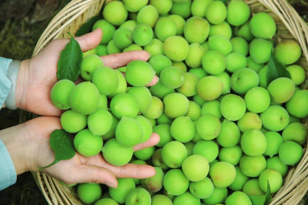 溜溜梅新品3天热卖40万件看小青梅的大未来