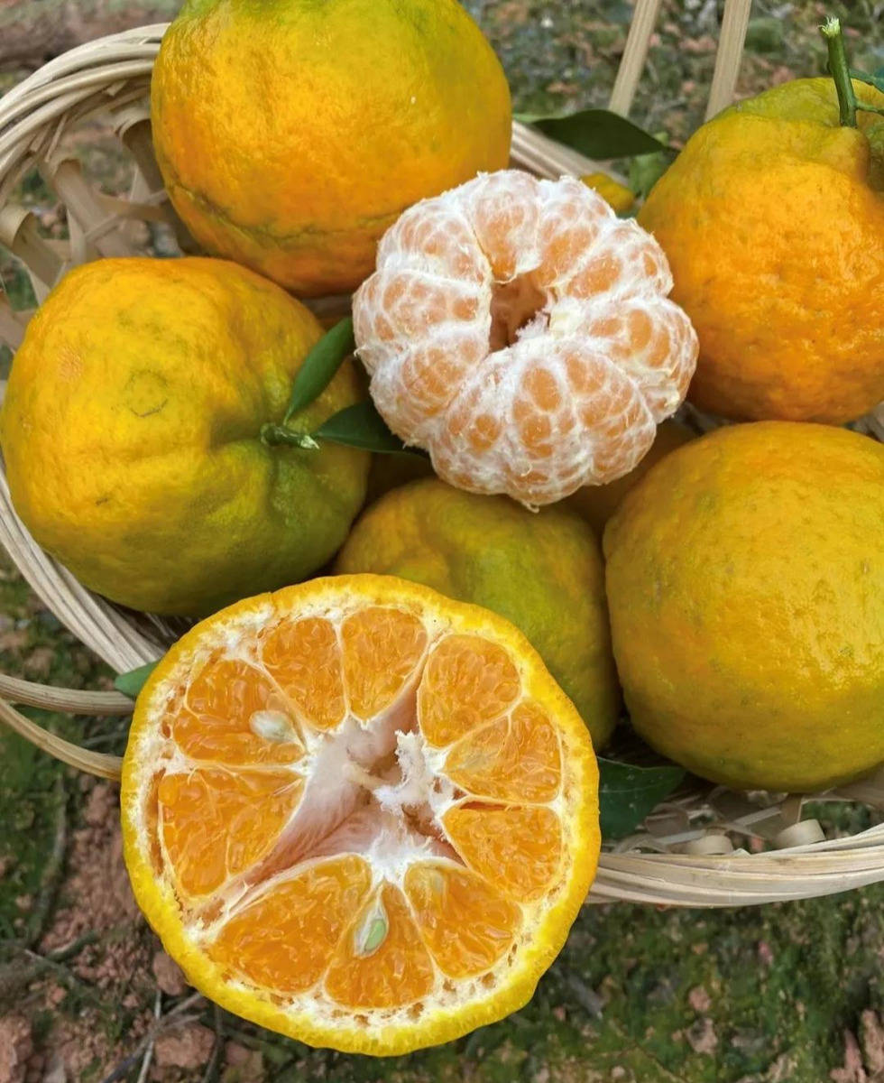 辰颐物语:辰颐云南元江椪柑限量秒杀!脆嫩多汁好吃不上火