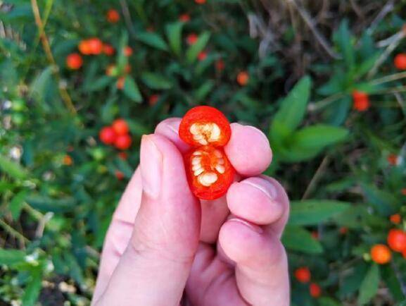 农村这种野果,它的果子比番茄要小很多不能吃,你见过这种植物?