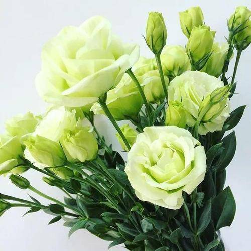 4种绿色花,花朵漂亮清新,见过的人不多_桔梗