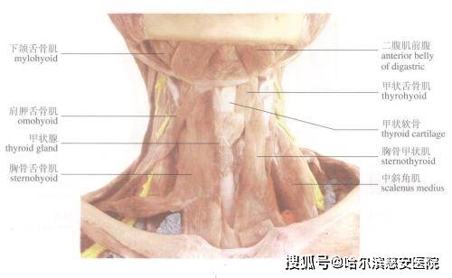 【科普】舌骨骨折