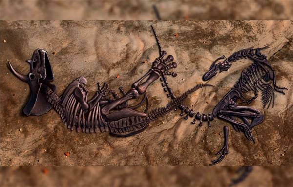 最新化石发现：凝固霸王龙三角龙同归于尽瞬间！