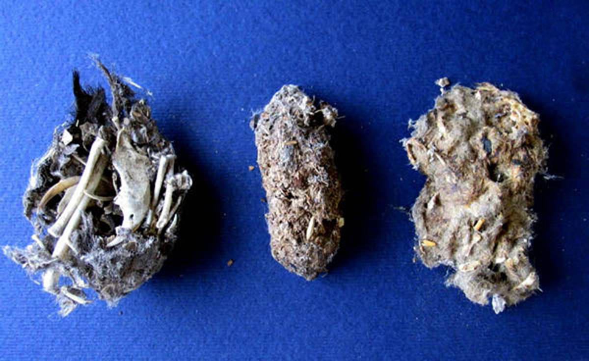 猫头鹰临死之前吐毛球毛球是什么呢从科学的层面解释这一现象