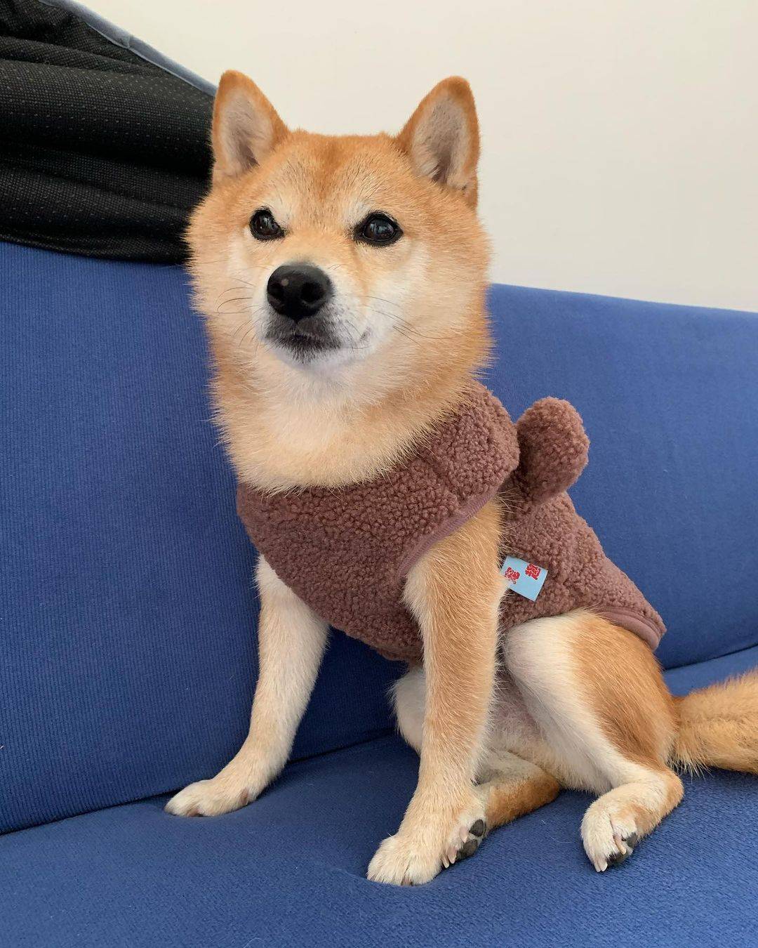 好看的柴犬怎么挑?